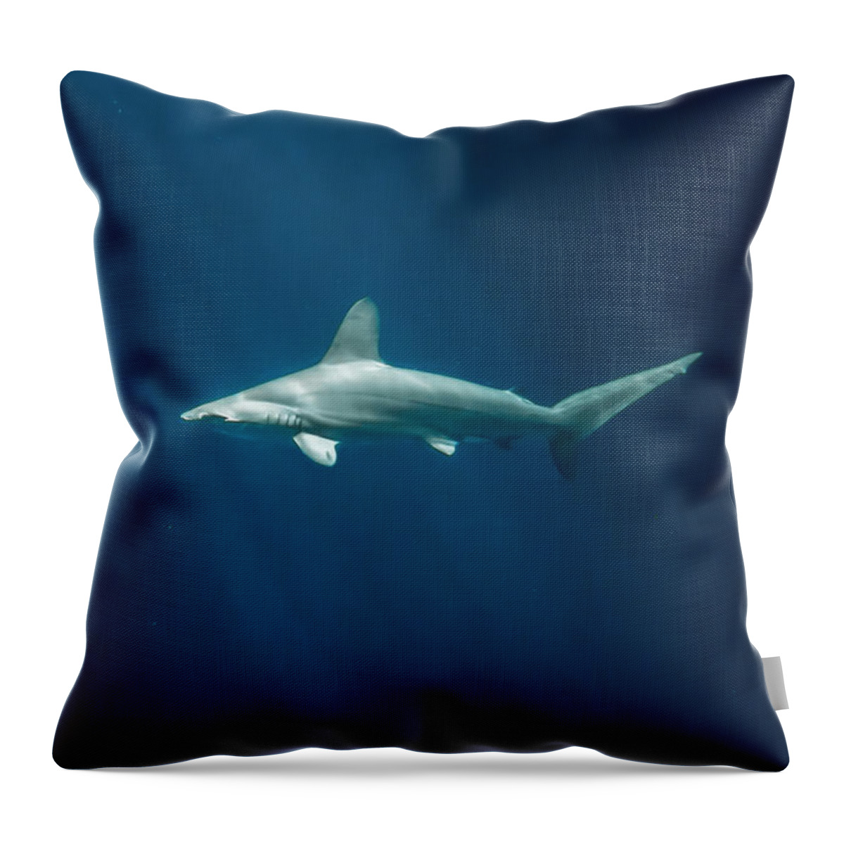 Color Throw Pillow featuring the photograph Shark Monterey Bay Aquarium by Gary Geddes