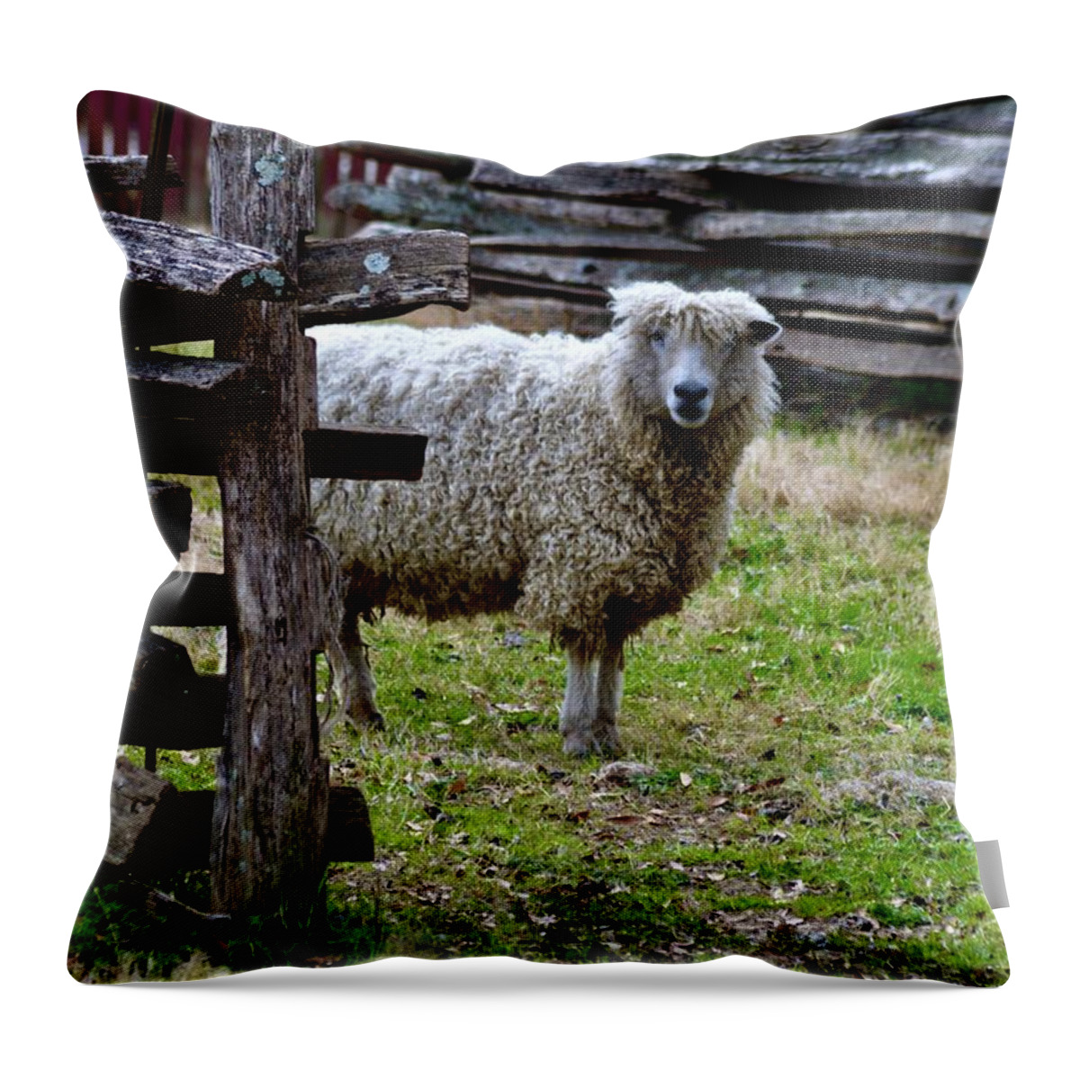 Sheep At The Palace Farm Throw Pillow featuring the photograph Sheep at The Palace Farm by Warren Thompson