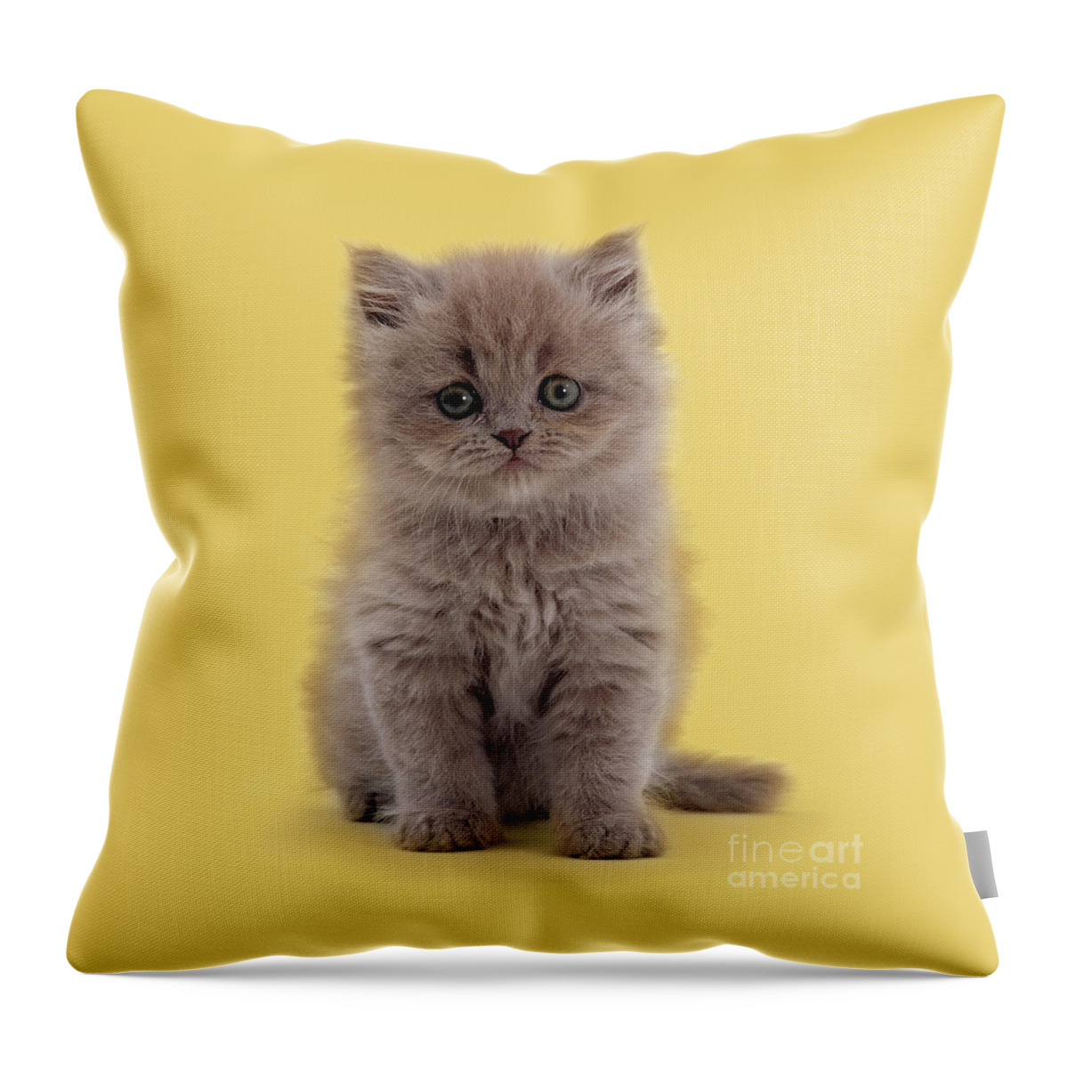 Male Throw Pillow featuring the photograph Shiraz Kitty by Warren Photographic