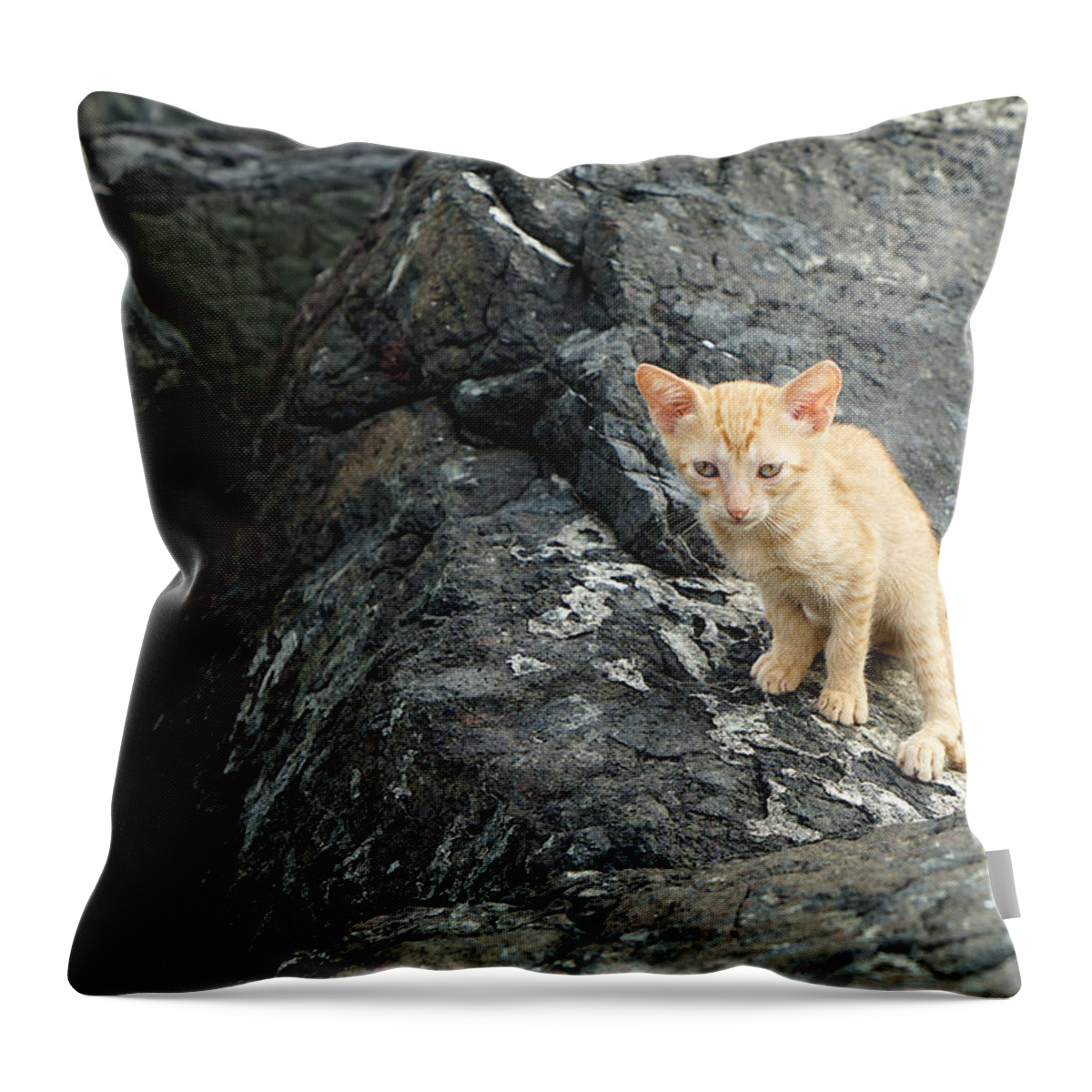 Richard Reeve Throw Pillow featuring the photograph Shoreline Kitten by Richard Reeve