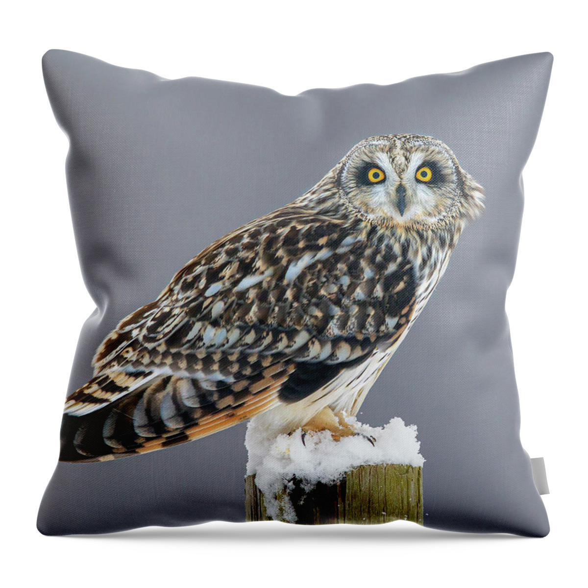 Owl Throw Pillow featuring the photograph Shorty 2 by Timothy McIntyre
