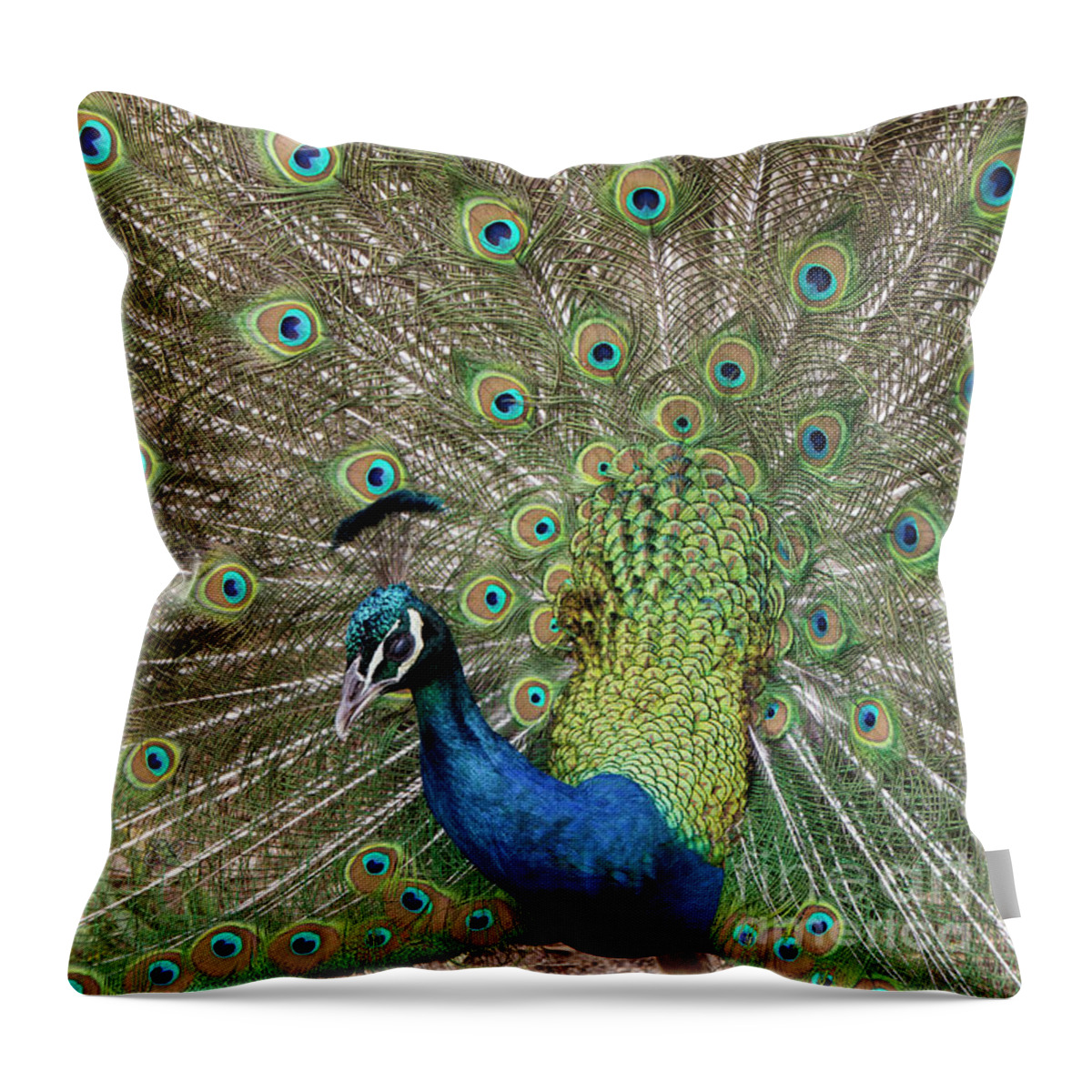 Peacock Throw Pillow featuring the photograph Showing Off by Elaine Teague