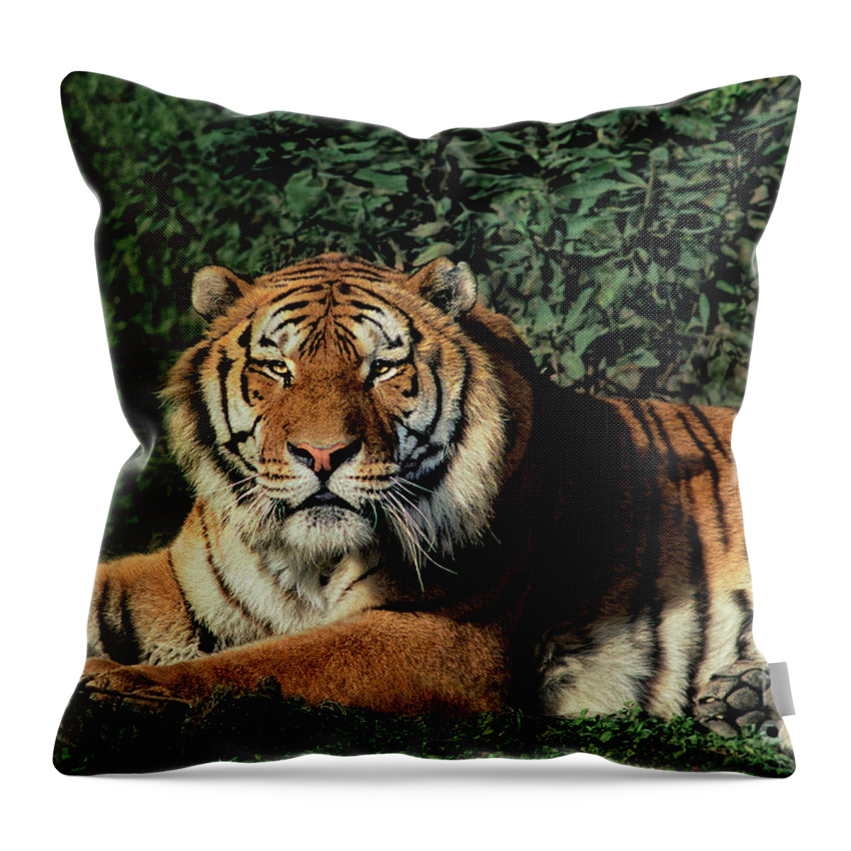 Dave Welling Throw Pillow featuring the photograph Siberian Tiger Panthera Tigris Altaicia Wildlife Resc by Dave Welling