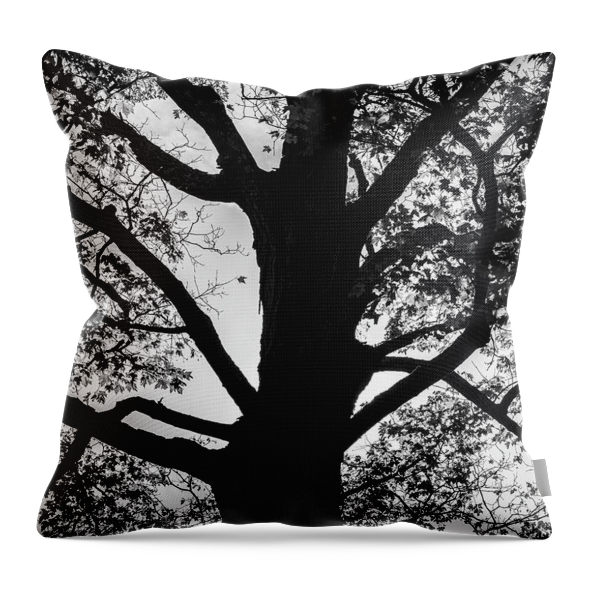 Abstract Throw Pillow featuring the photograph Silhouetted Tree VII BW by David Gordon