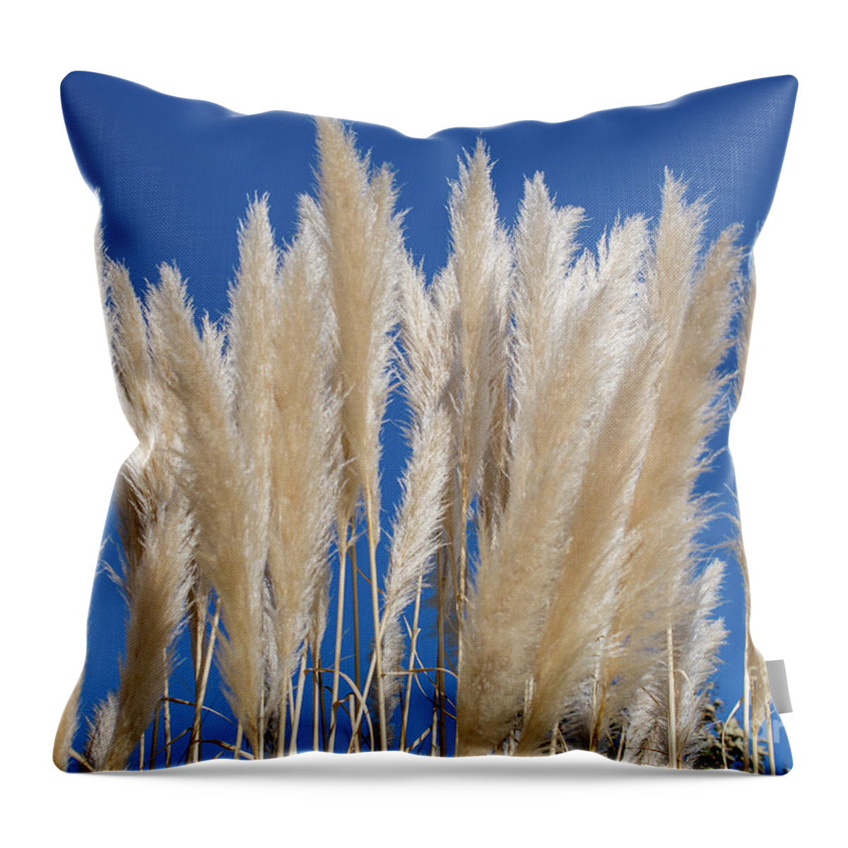 Nature Throw Pillow featuring the photograph Silky Pampas Grass by Abigail Diane Photography