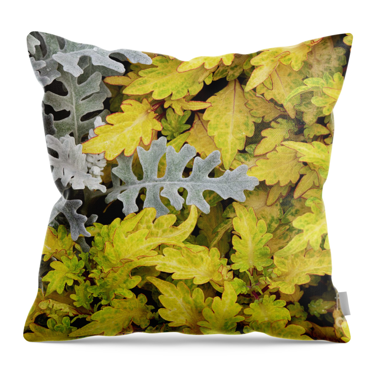Senecio Cineraria Silver Dust Throw Pillow featuring the photograph Silver ragwort Silver Dust with Coleus Foliage by Tim Gainey