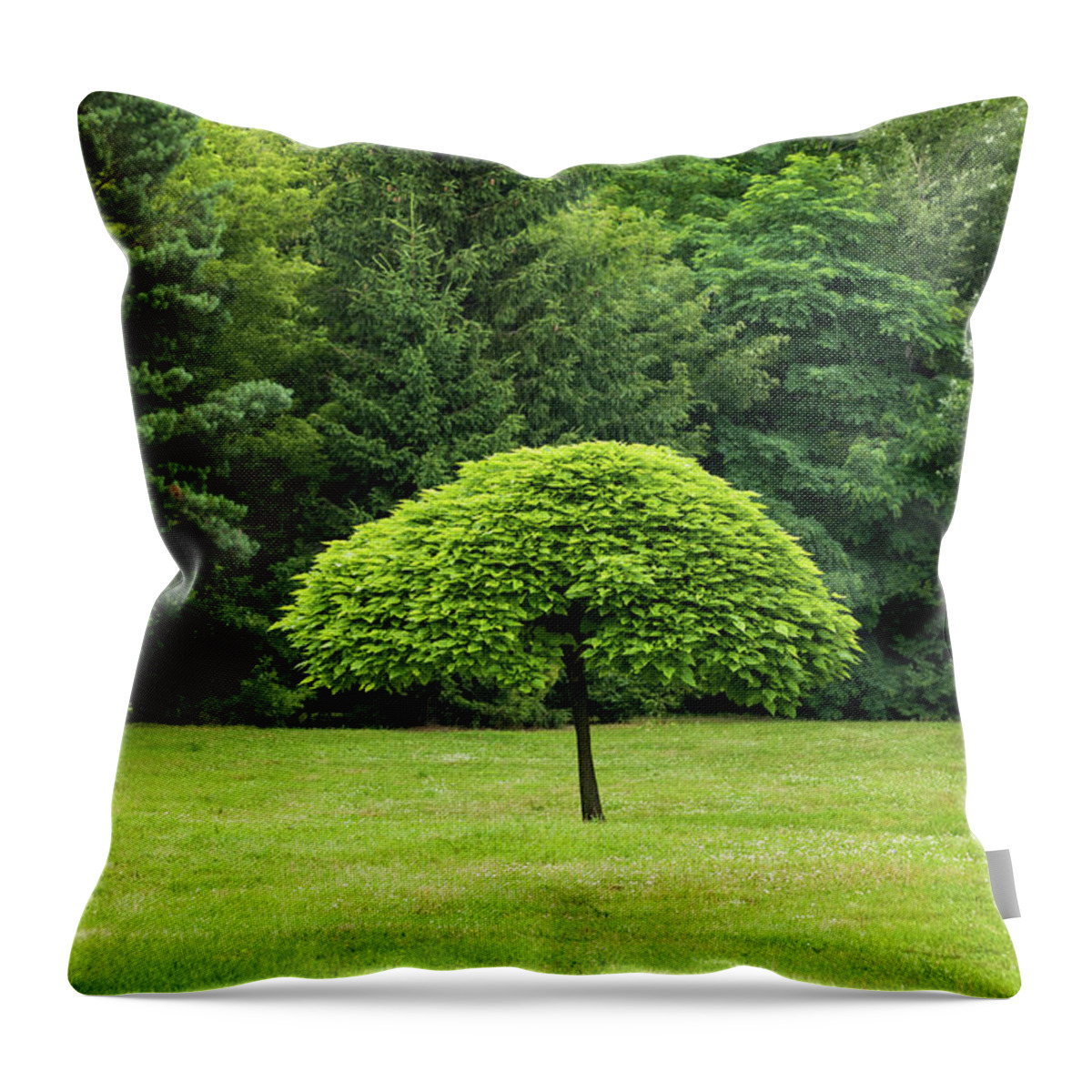 Tree Throw Pillow featuring the photograph Single Tree In The Middle Of Park Lawn by Artur Bogacki