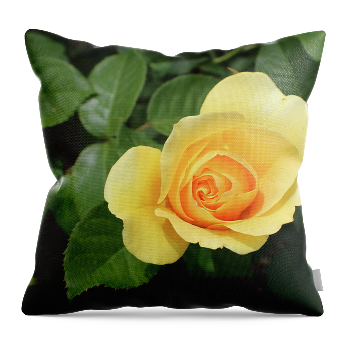 Single Throw Pillow featuring the photograph Single Yellow Rose Bloom by Kathy Pope