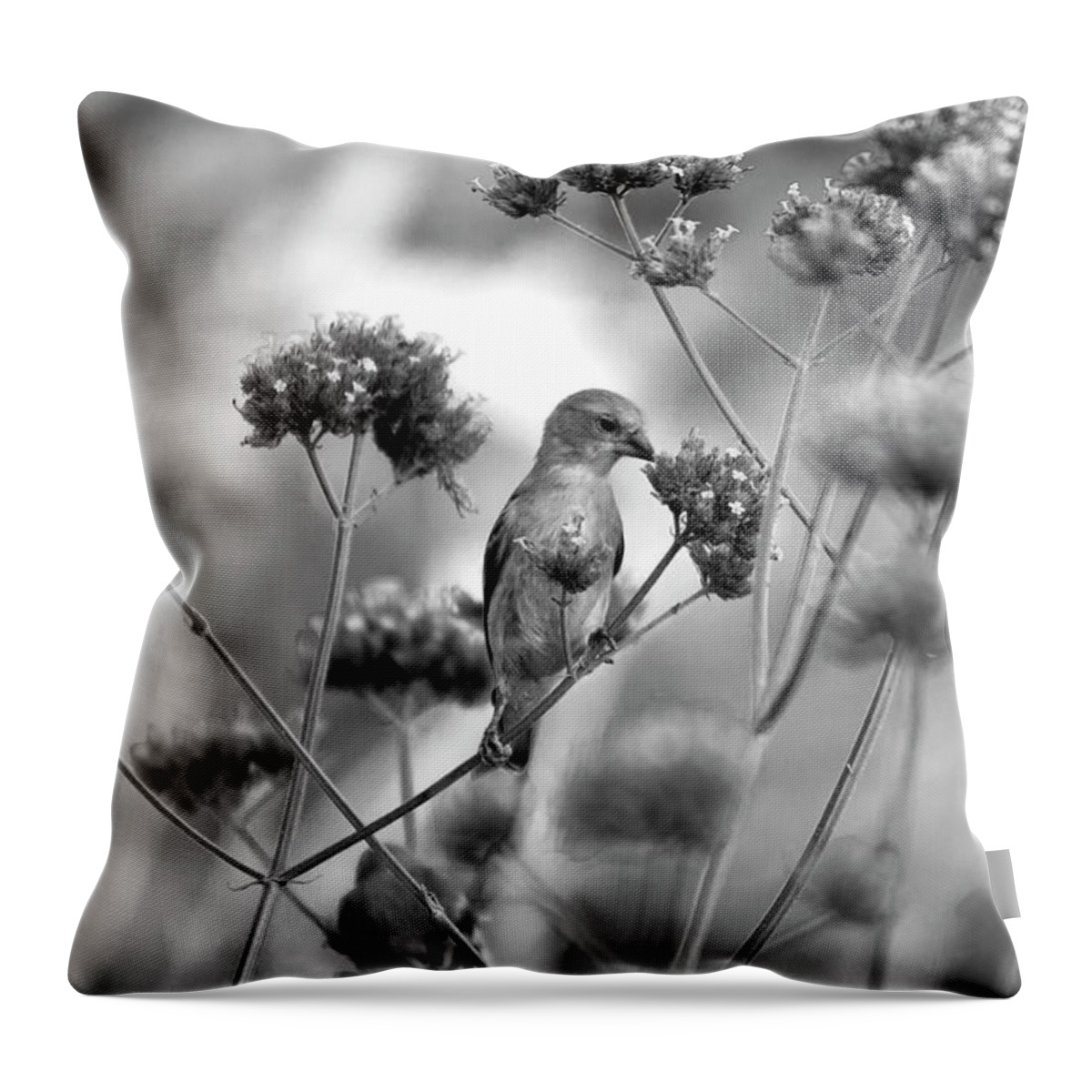 Bird Throw Pillow featuring the photograph Sipping Nectar by Gina Cinardo