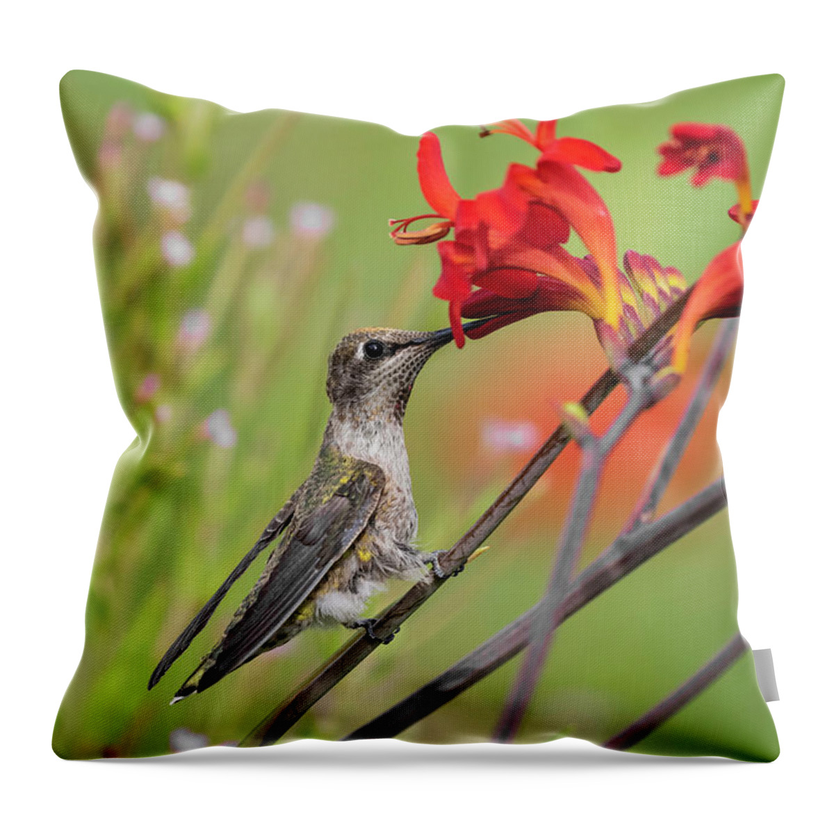 Sipping Sipping Away Throw Pillow featuring the photograph Sipping Sipping Away by Wes and Dotty Weber