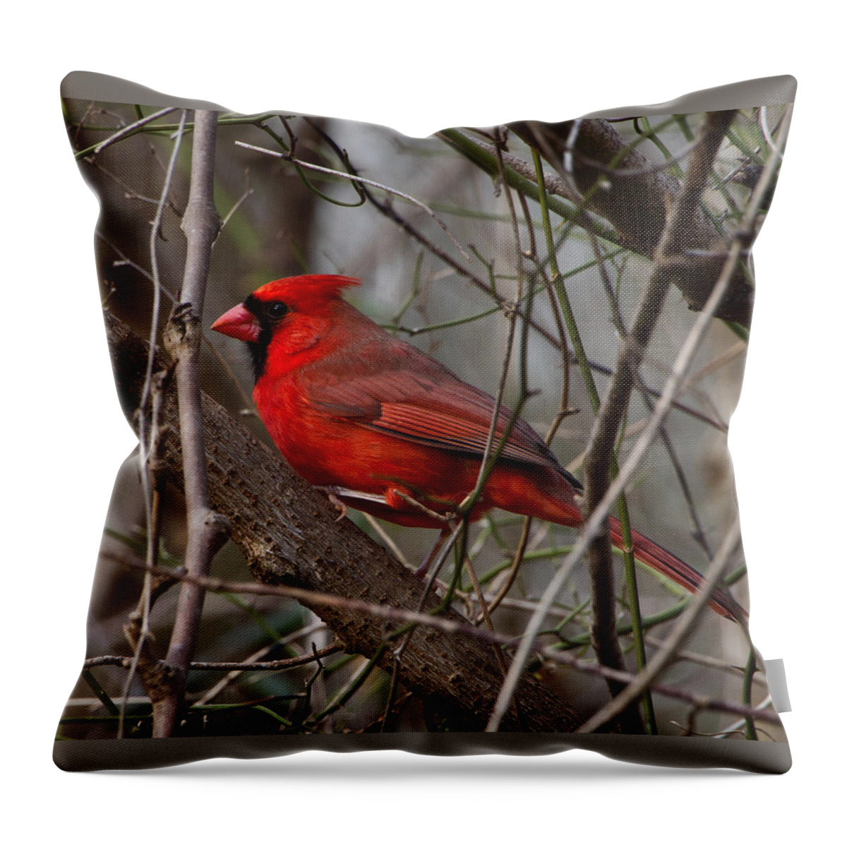 Cardinal Throw Pillow featuring the photograph Sitting Pretty by Judy Cuddehe