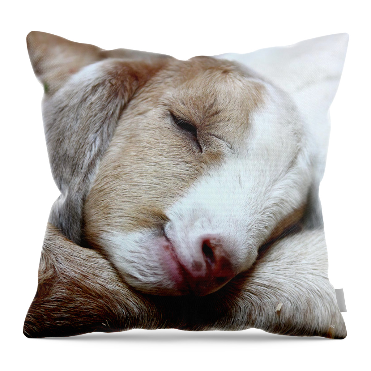 Farm Throw Pillow featuring the photograph Sleeping Kid by Lens Art Photography By Larry Trager