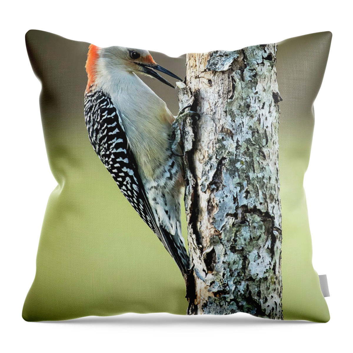 Woodpeckers Throw Pillow featuring the photograph Snack Time by Jamie Pattison