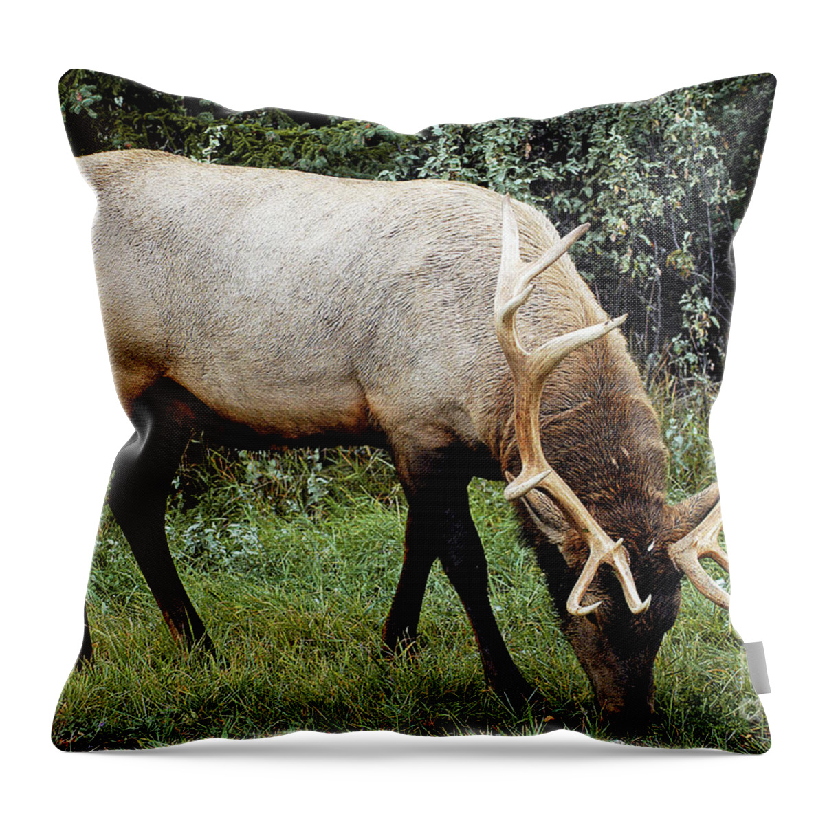National Park Throw Pillow featuring the photograph Snack Time - Jasper National Park, Alberta, Canada by Paolo Signorini