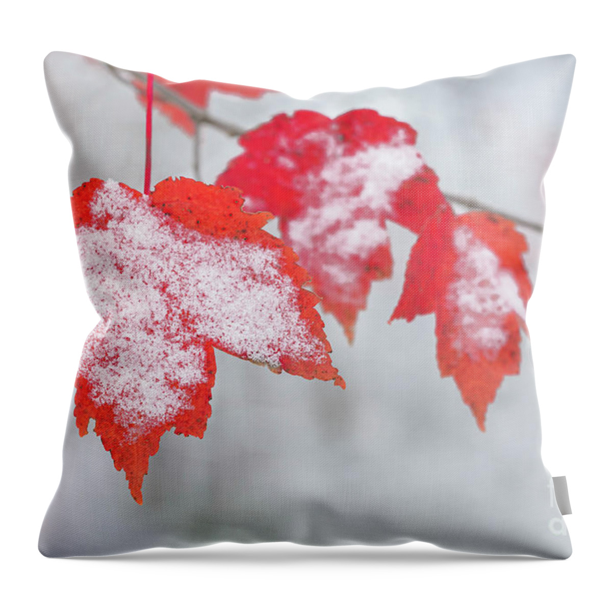 Red Maple Leaves Throw Pillow featuring the photograph Snow Covered Red Maple Leaves by Tamara Becker