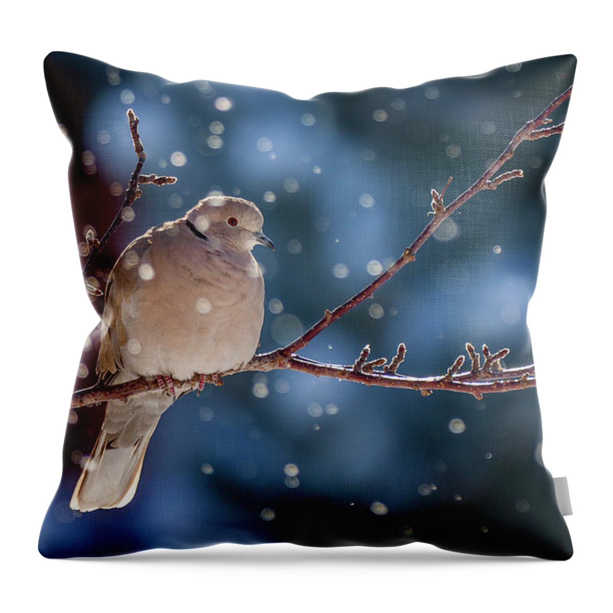 Bokeh Throw Pillow featuring the photograph Snow Dove by Vicki Stansbury