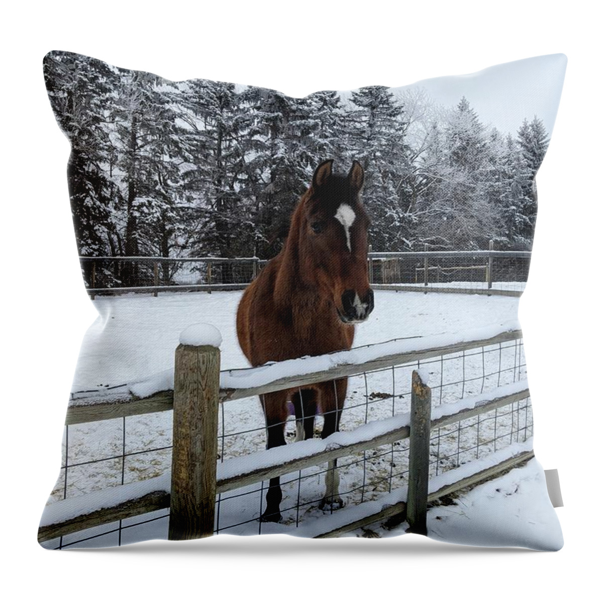 Horse Throw Pillow featuring the photograph Snowy horse by Lisa Mutch