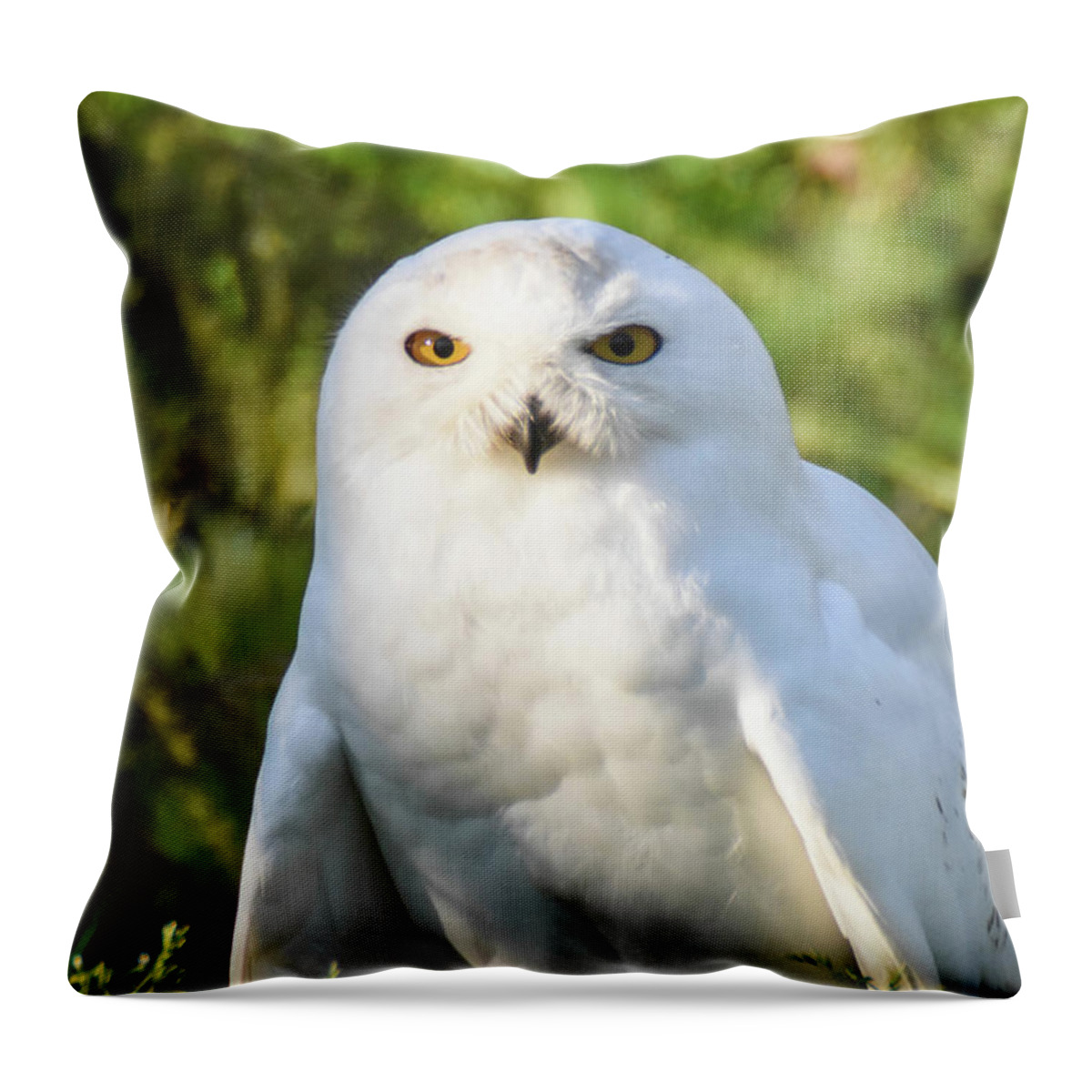 Bird Throw Pillow featuring the photograph Snowy Owl by Ed Stokes