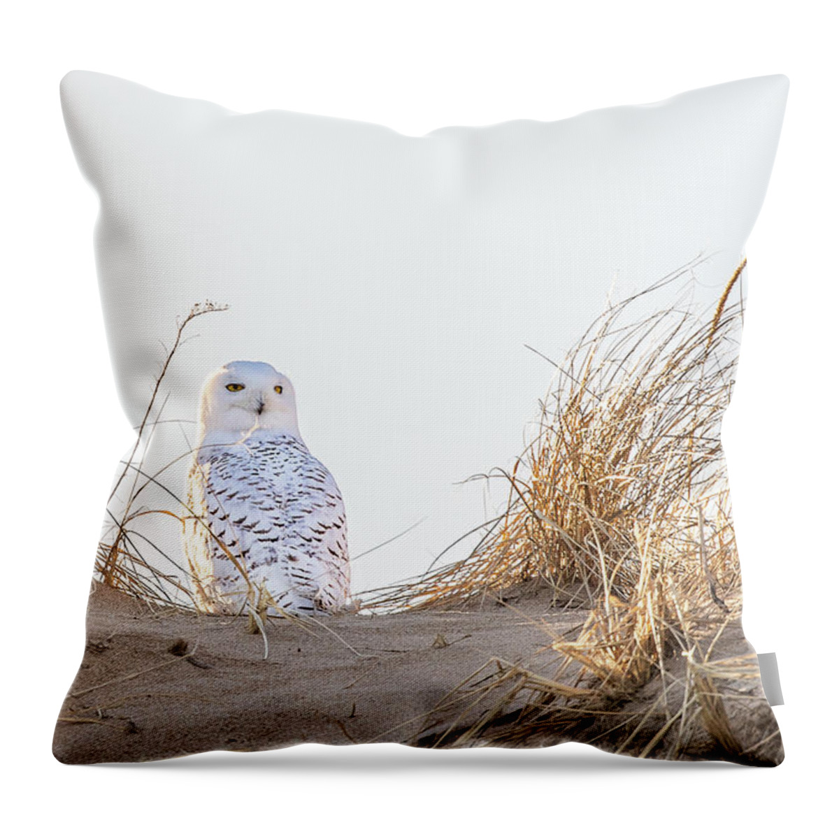 Snowy Throw Pillow featuring the photograph Snowy Owl in the Dunes by Denise Kopko