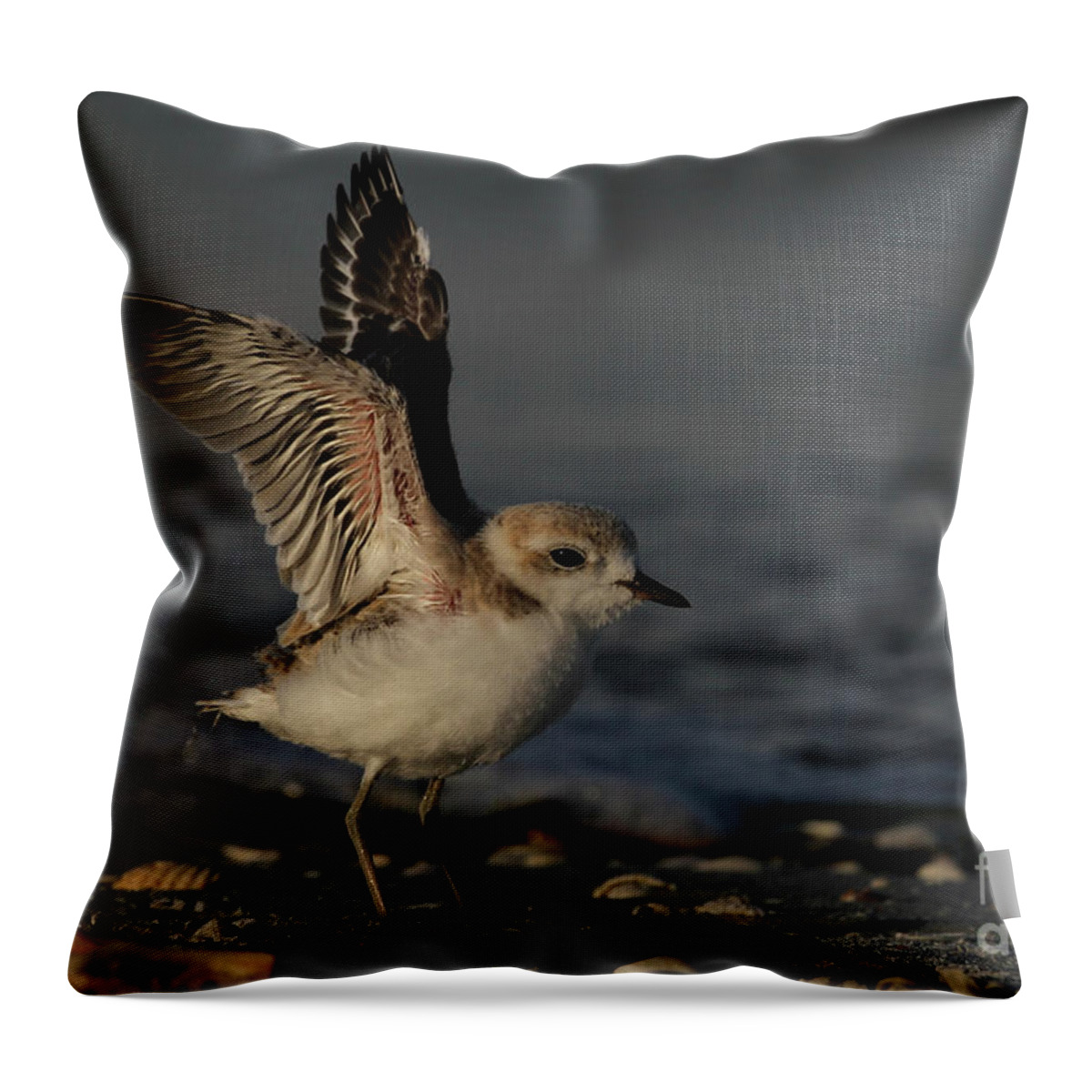 Snowy Plover Throw Pillow featuring the photograph Snowy Plover Wingersizing by Meg Rousher