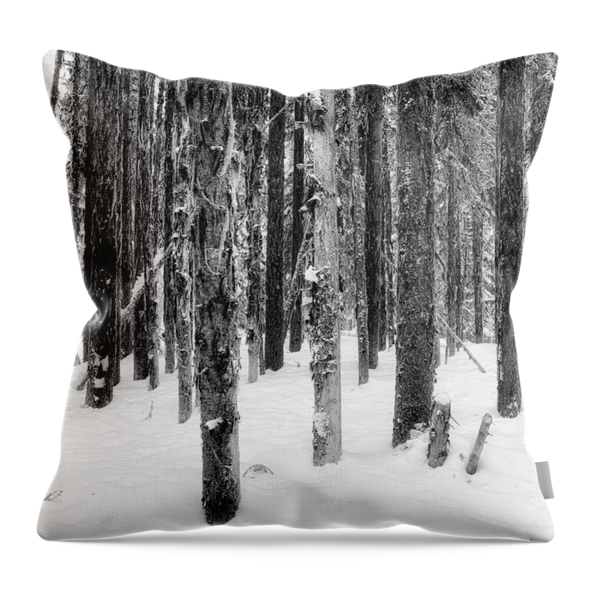 Black And White Photography Throw Pillow featuring the photograph Snowy Trees Uniquely the Same by Allan Van Gasbeck