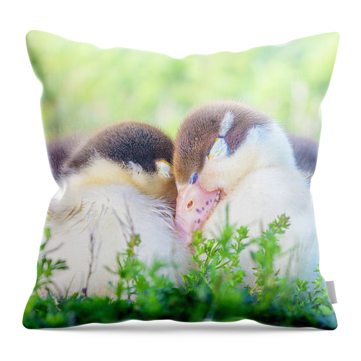 Napping Throw Pillow featuring the photograph Snuggling Ducklings by Jordan Hill