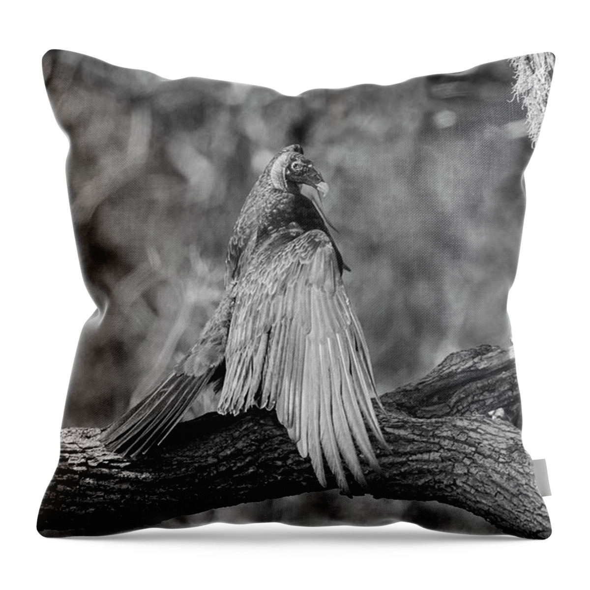 Turkey Vulture Throw Pillow featuring the photograph Soaking Up the Golden Rays by Puttaswamy Ravishankar
