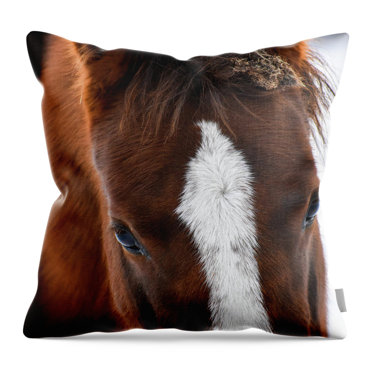 Winter Throw Pillow featuring the photograph Soft Beauty by Listen To Your Horse