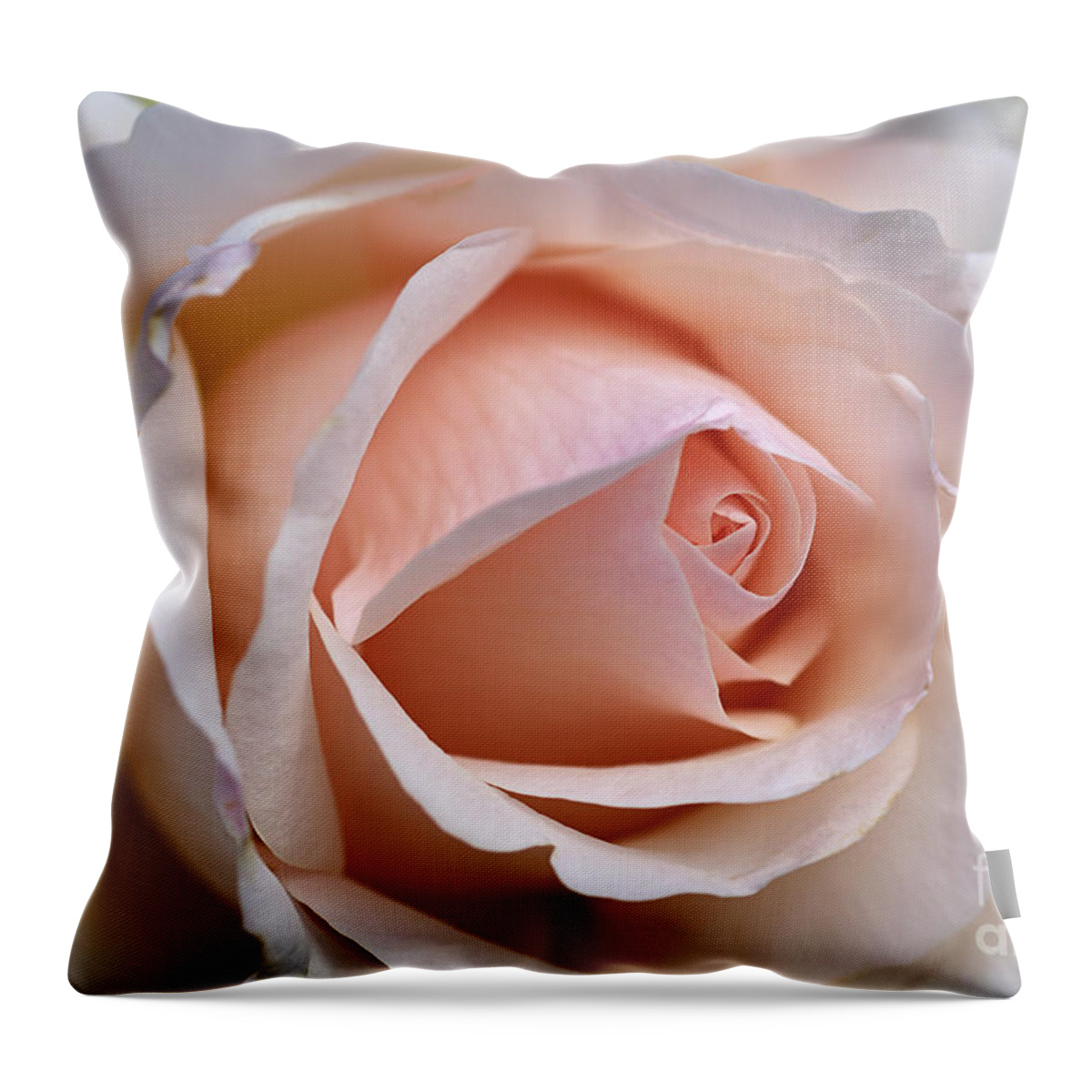 Floribunda Rose Throw Pillow featuring the photograph Soft Rose by Joy Watson