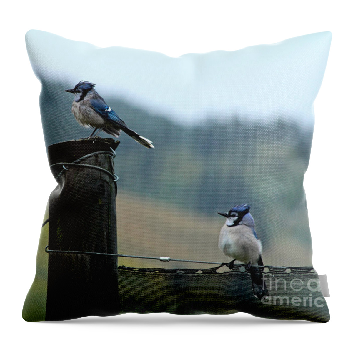 Bluejay Throw Pillow featuring the photograph Soggy Bluejays by Ann E Robson