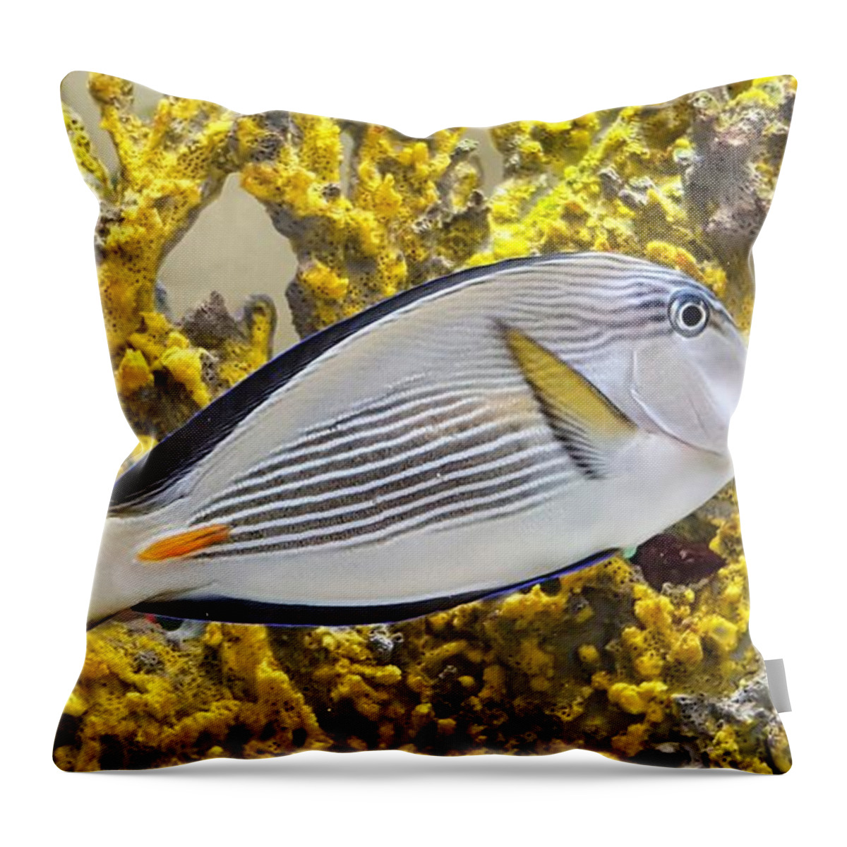 Nature Throw Pillow featuring the photograph Sohal Tang Surgeonfish by Les Classics