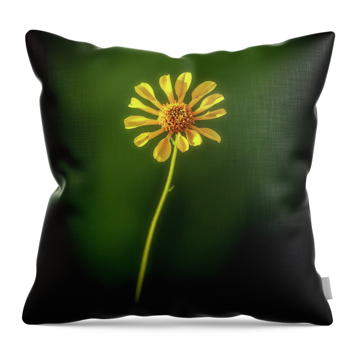 Business Decor Throw Pillow featuring the photograph Solo by Rick Furmanek