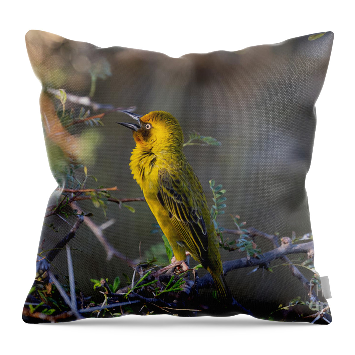 Cape Weaver Throw Pillow featuring the photograph Song Of Spring by Eva Lechner