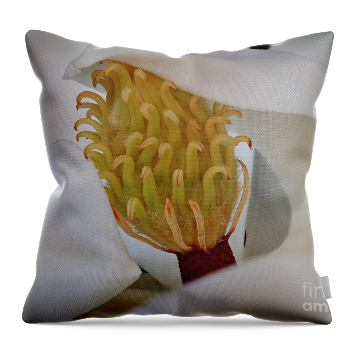 Magnolia Throw Pillow featuring the photograph Southern Magnolia in the Evening by L Bosco