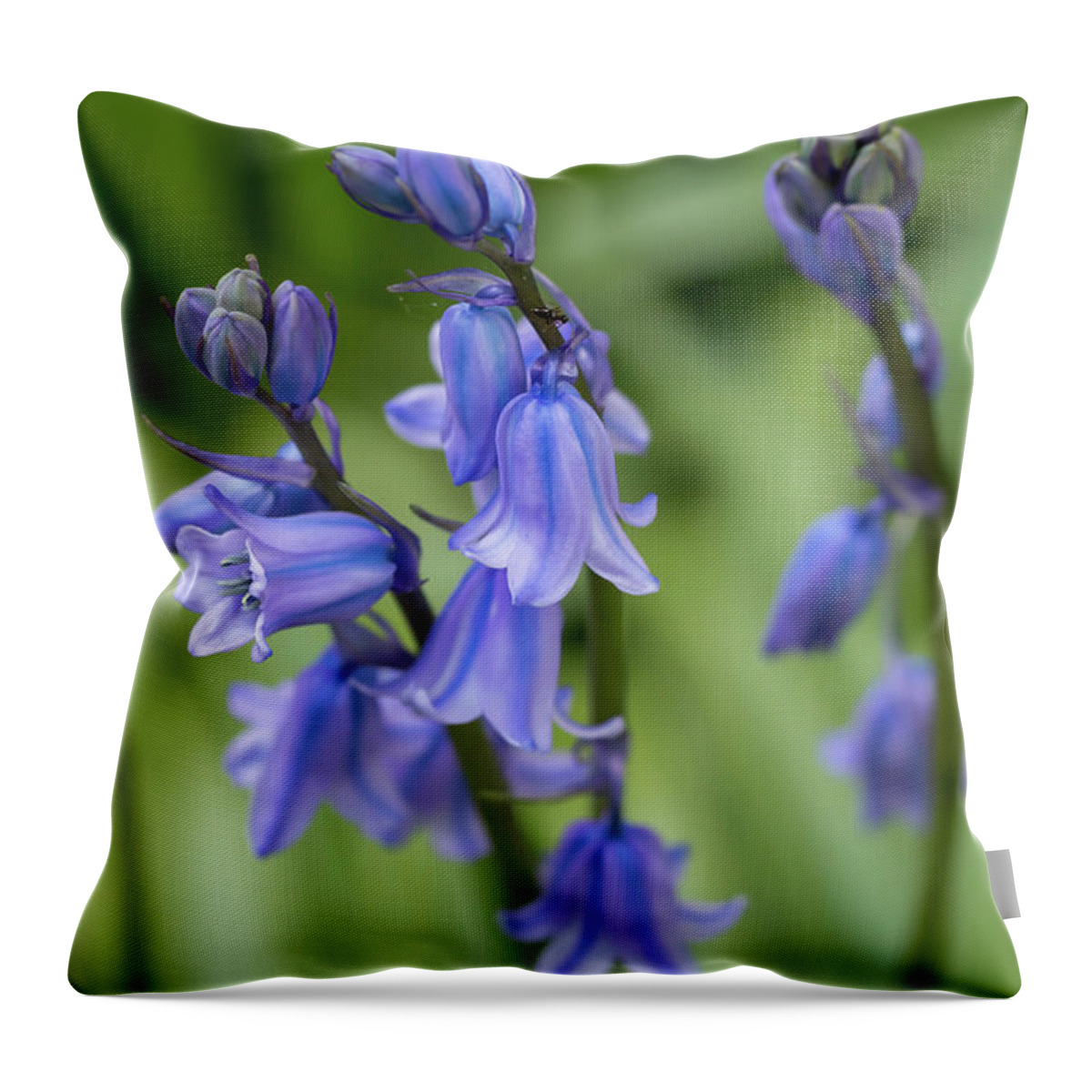 Flower Throw Pillow featuring the photograph Spanish Bluebells 3 by Dawn Cavalieri