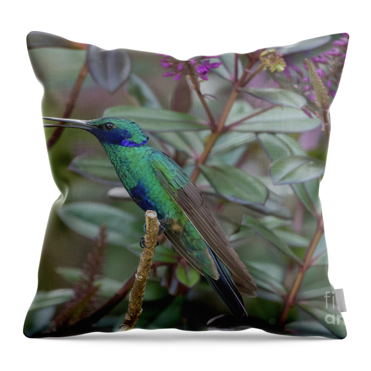 Sparkling Violetear Throw Pillow featuring the photograph Sparkling Violetear 2 by Eva Lechner