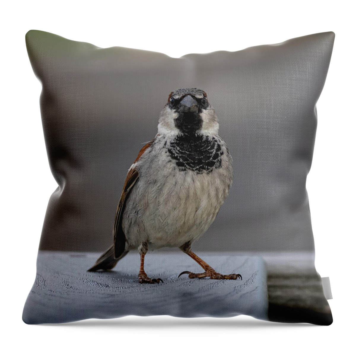Bird Throw Pillow featuring the photograph Sparrow Attitude by Linda Bonaccorsi