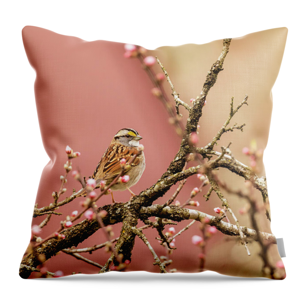 White-throated Sparrow Throw Pillow featuring the photograph Sparrow in the Garden by Rachel Morrison