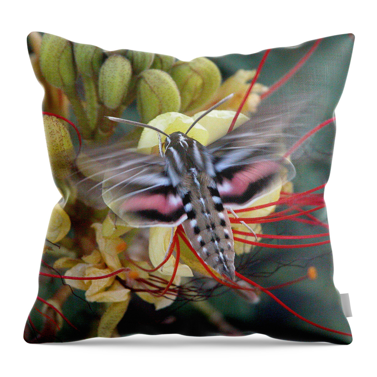 Sphinx Moth Throw Pillow featuring the photograph Sphinx Moth by Perry Hoffman