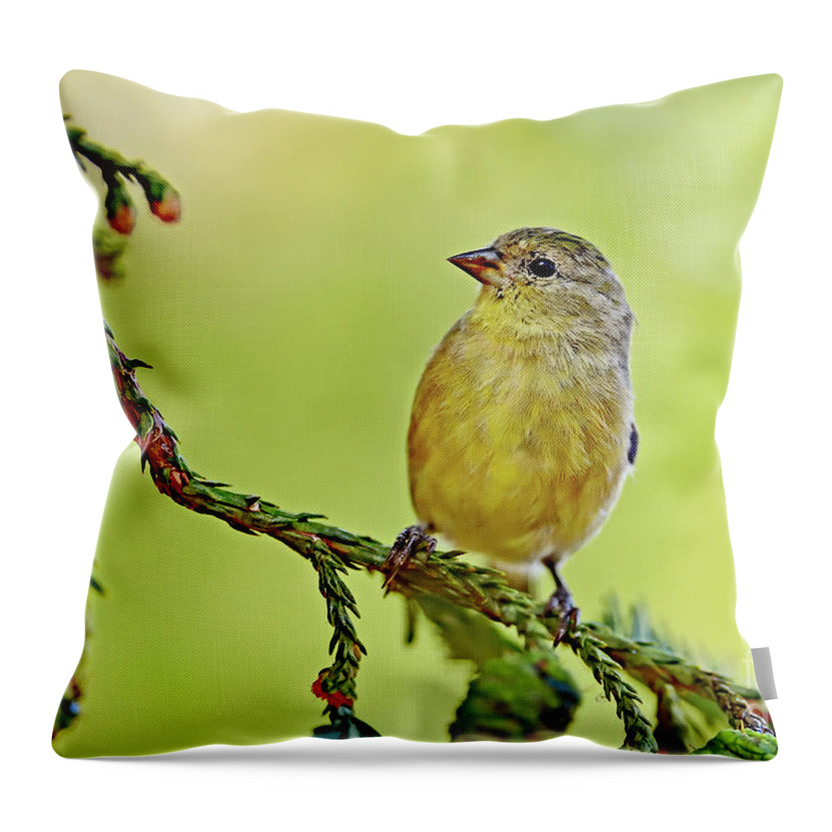 Spinus Psaltria Throw Pillow featuring the photograph Spinus psaltria aka Lesser Goldfinch by Amazing Action Photo Video