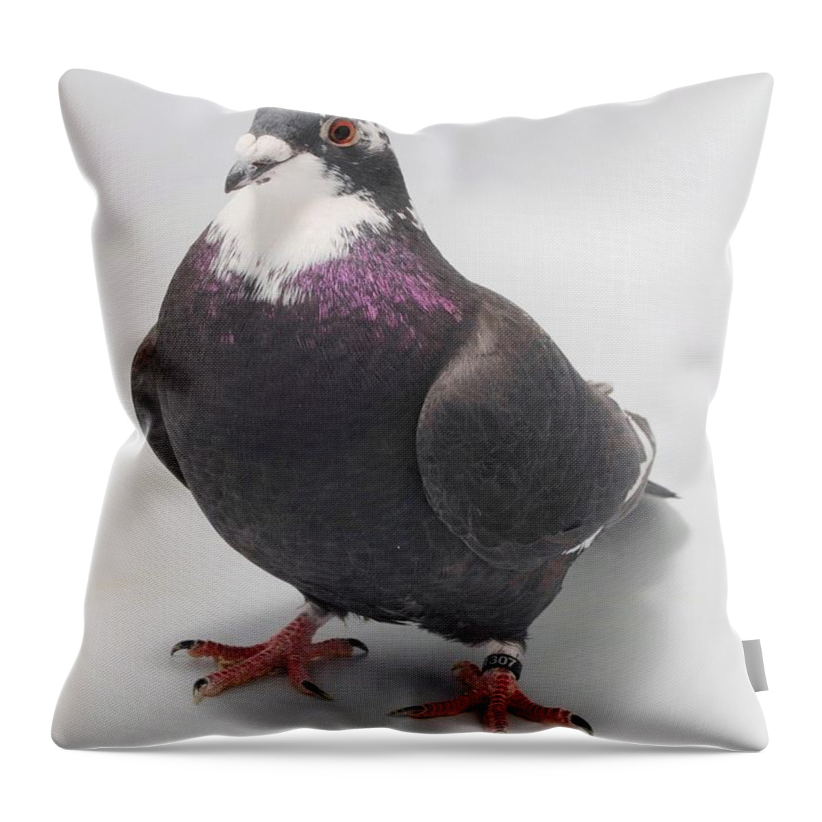 Bird Throw Pillow featuring the photograph Splash Racing Pigeon by Nathan Abbott