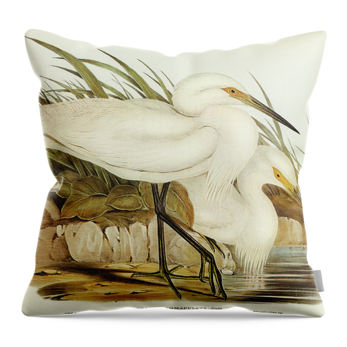 Spotless Egret Throw Pillow featuring the drawing Spotless Egret, Herodias immaculata by John Gould