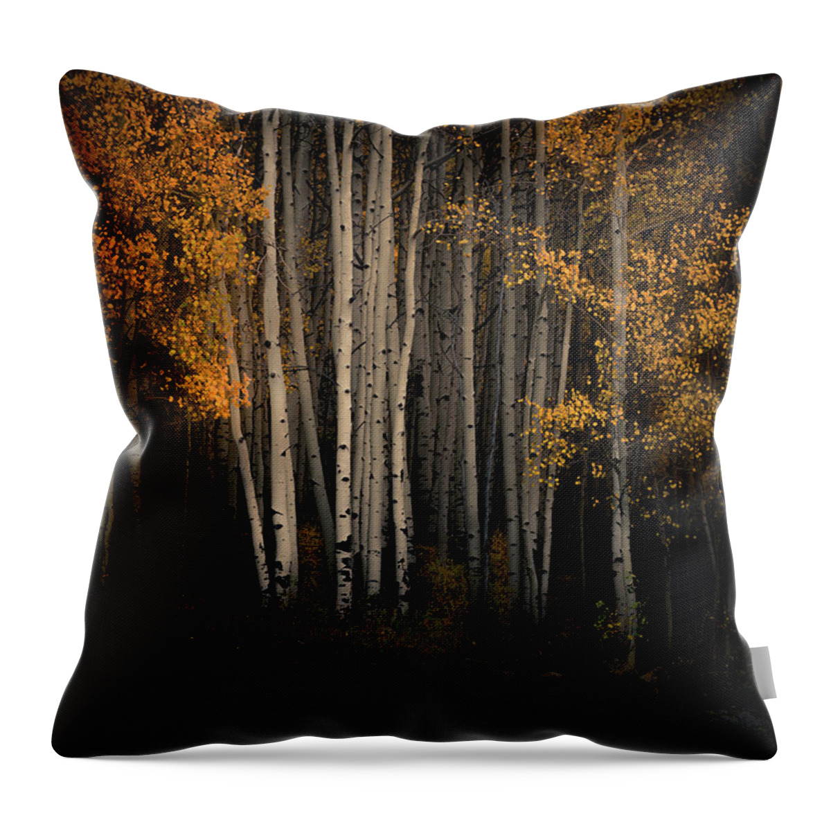 Aspen Trees Throw Pillow featuring the photograph Spotlight by The Forests Edge Photography - Diane Sandoval