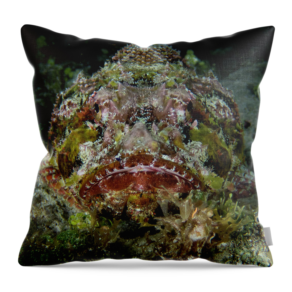 Scorpionfish Throw Pillow featuring the photograph Spotted Scorpionfish by Brian Weber