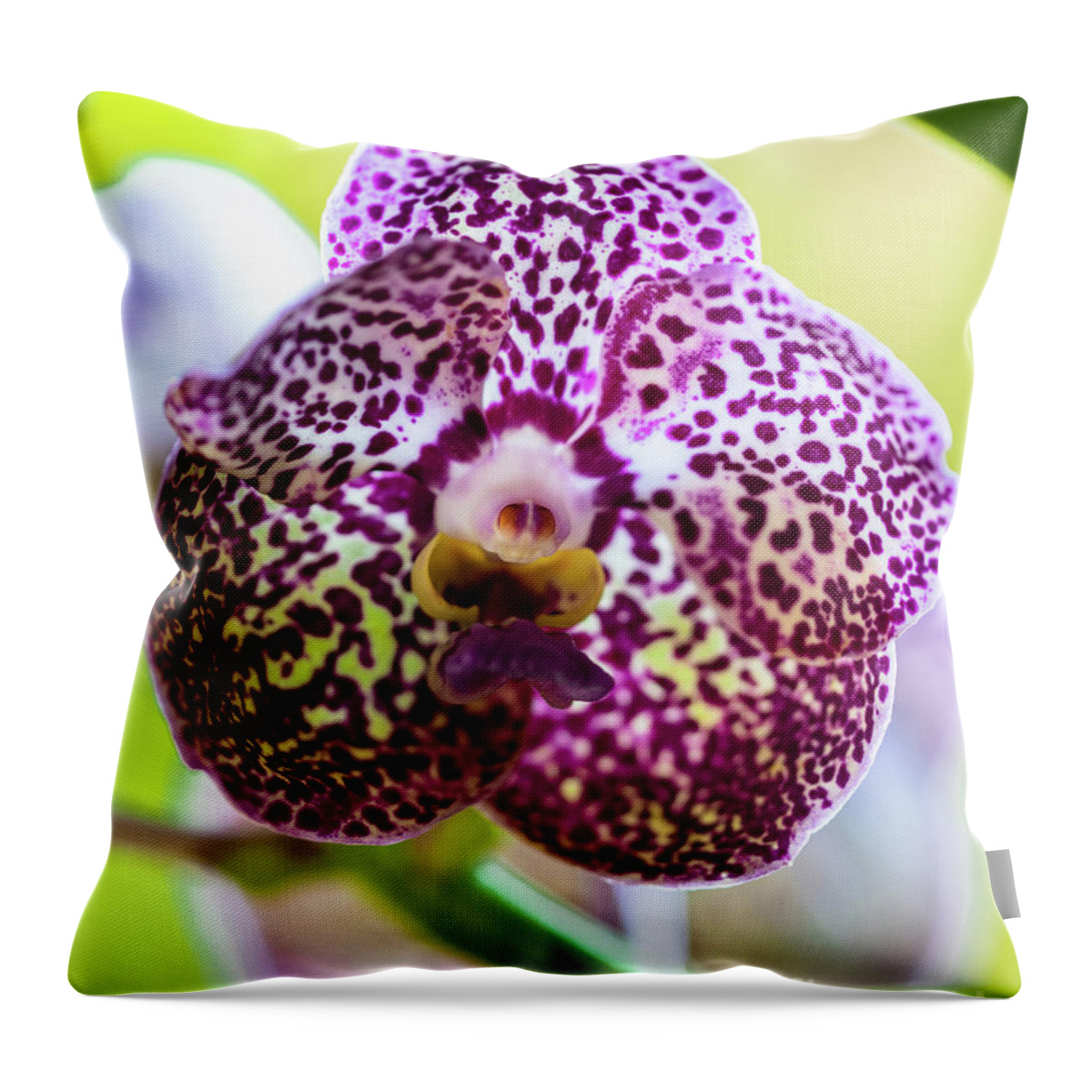 Ascda Kulwadee Fragrance Throw Pillow featuring the photograph Spotted Vanda Orchid Flowers by Raul Rodriguez