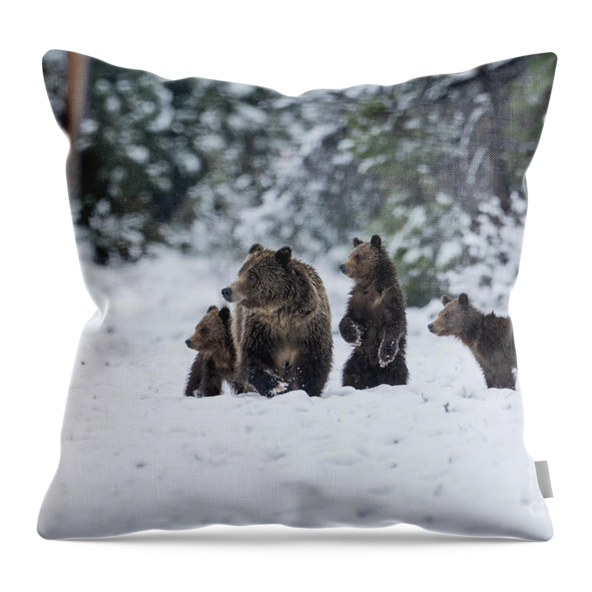 Animals Throw Pillow featuring the photograph Spring Folly - Bears by Sandra Bronstein
