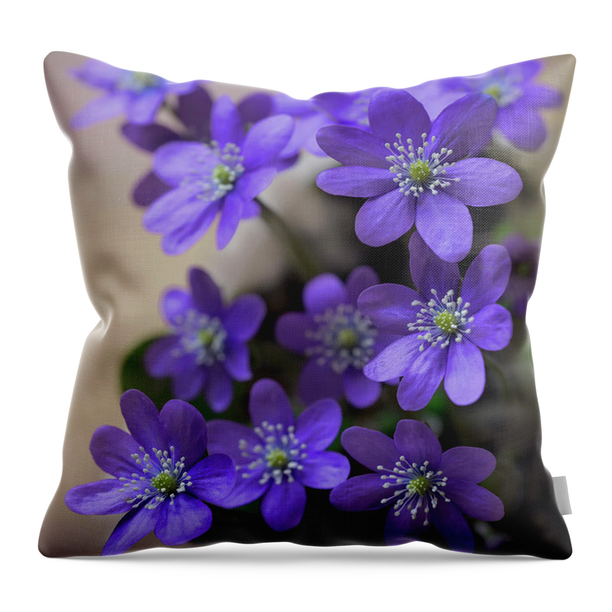 Hepatica Throw Pillow featuring the photograph Spring is here by Jaroslaw Blaminsky