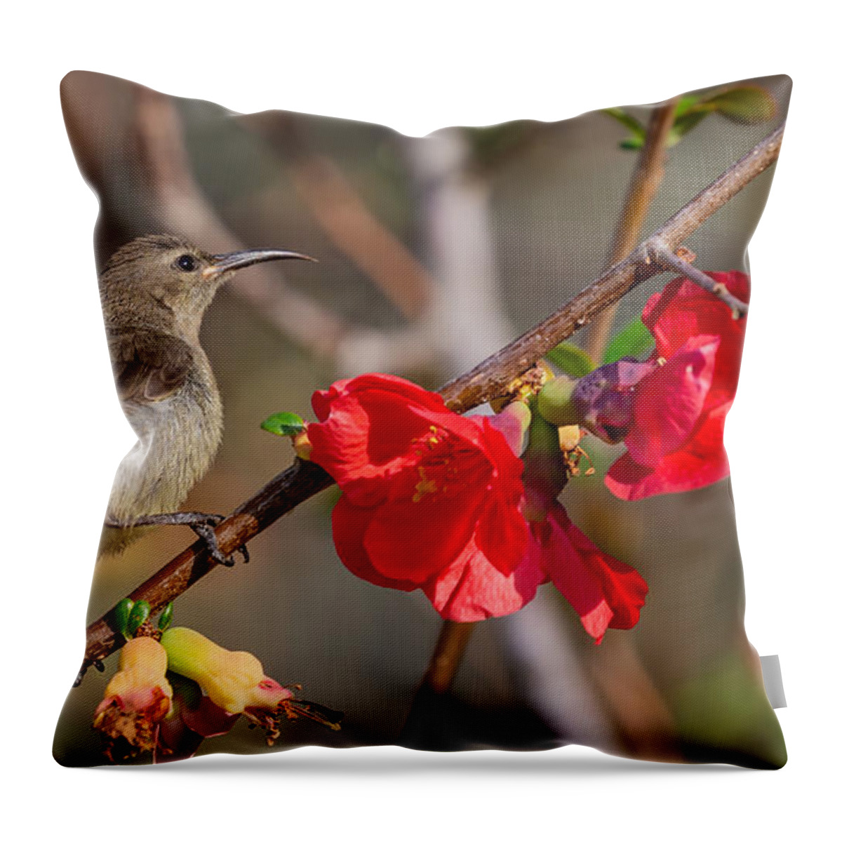 Southern Double-collared Sunbird Throw Pillow featuring the photograph Spring Morning by Eva Lechner