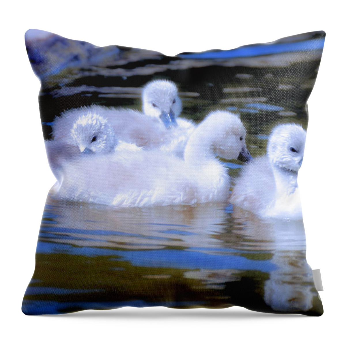 Swan Throw Pillow featuring the photograph Spring Season Babies Cygnets by Elaine Manley
