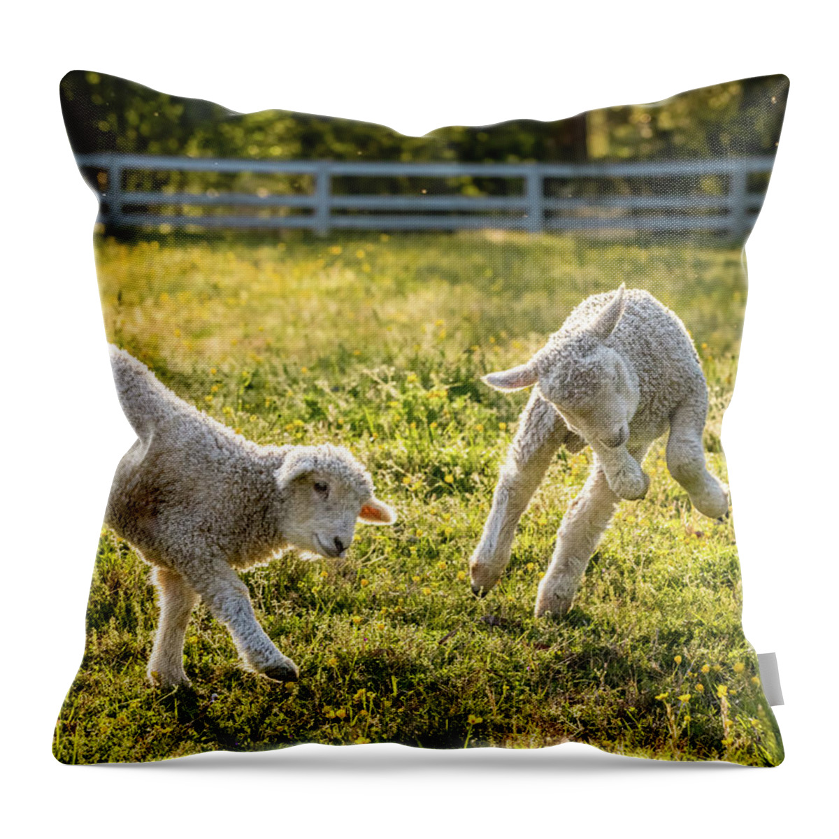 Sheep Throw Pillow featuring the photograph Springing Lambs by Lara Morrison